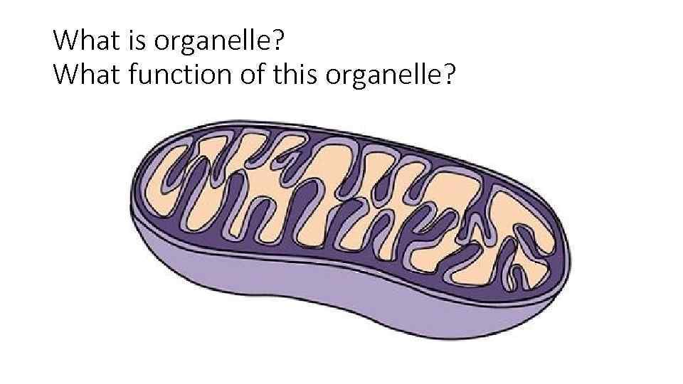 What is organelle? What function of this organelle? 