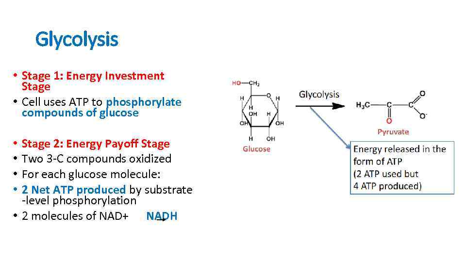 Glycolysis • Stage 1: Energy Investment Stage • Cell uses ATP to phosphorylate compounds