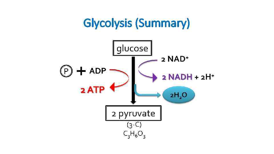 Glycolysis (Summary) 