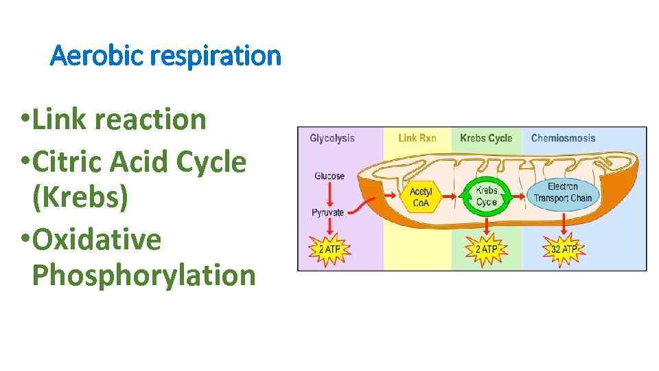 Aerobic respiration • Link reaction • Citric Acid Cycle (Krebs) • Oxidative Phosphorylation 