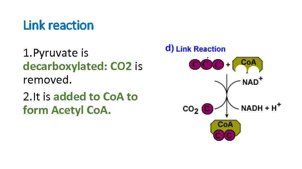 Link reaction 1. Pyruvate is decarboxylated: CO 2 is removed. 2. It is added