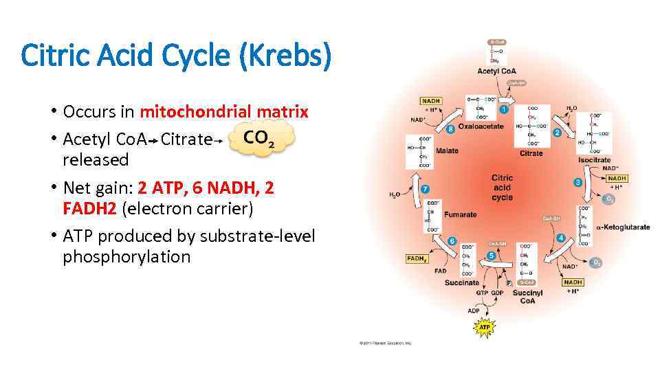 Citric Acid Cycle (Krebs) • Occurs in mitochondrial matrix • Acetyl Co. A Citrate