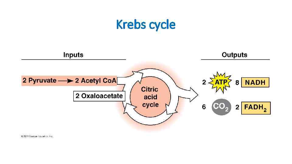 Krebs cycle 