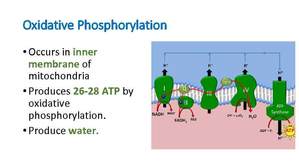 Oxidative Phosphorylation • Occurs in inner membrane of mitochondria • Produces 26 -28 ATP