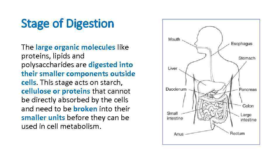 Stage of Digestion The large organic molecules like proteins, lipids and polysaccharides are digested