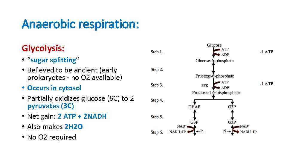 Anaerobic respiration: Glycolysis: • “sugar splitting” • Believed to be ancient (early prokaryotes -