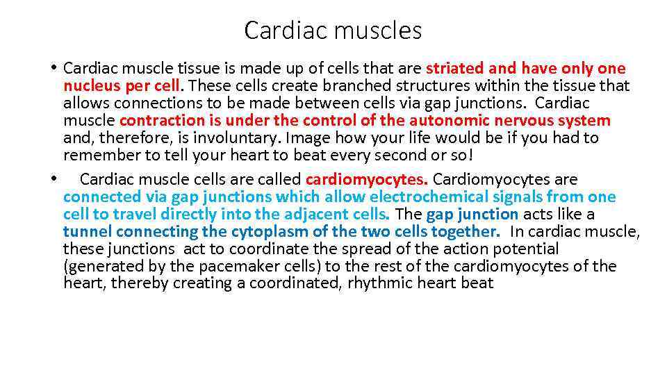 Cardiac muscles • Cardiac muscle tissue is made up of cells that are striated