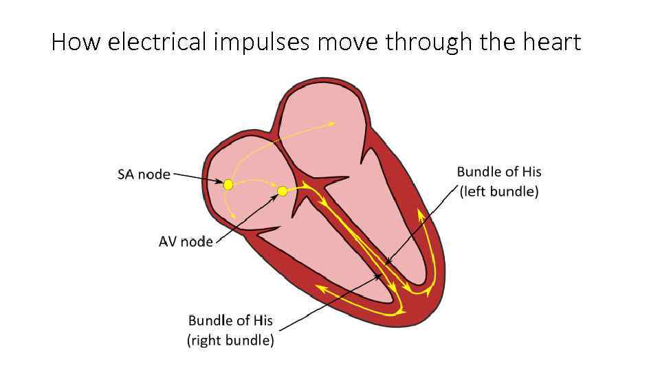 How electrical impulses move through the heart 