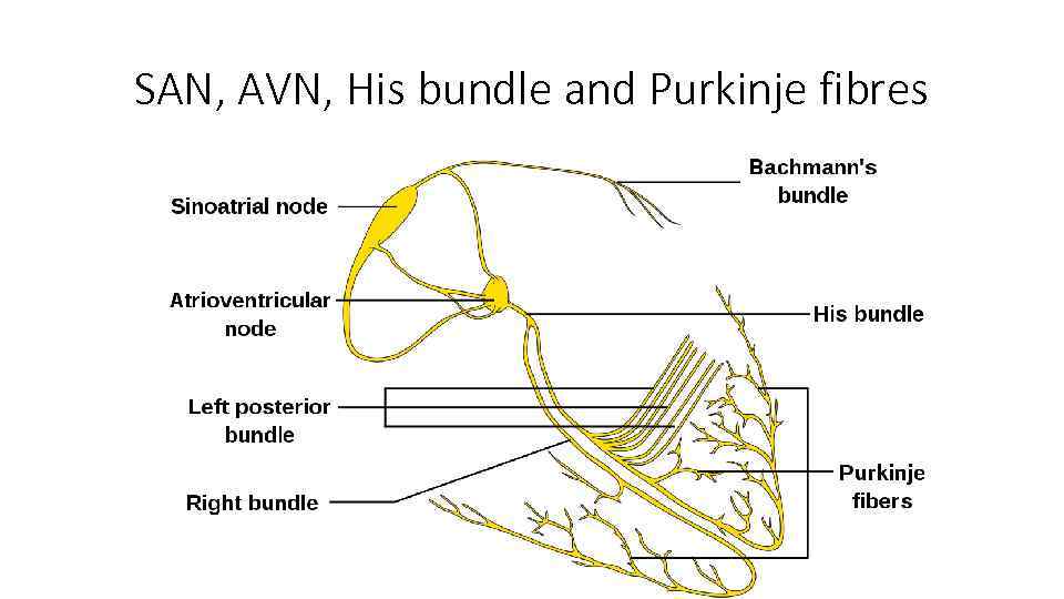 SAN, AVN, His bundle and Purkinje fibres 