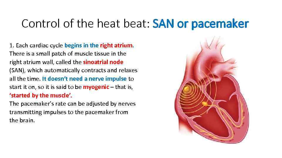 Control of the heat beat: SAN or pacemaker 1. Each cardiac cycle begins in