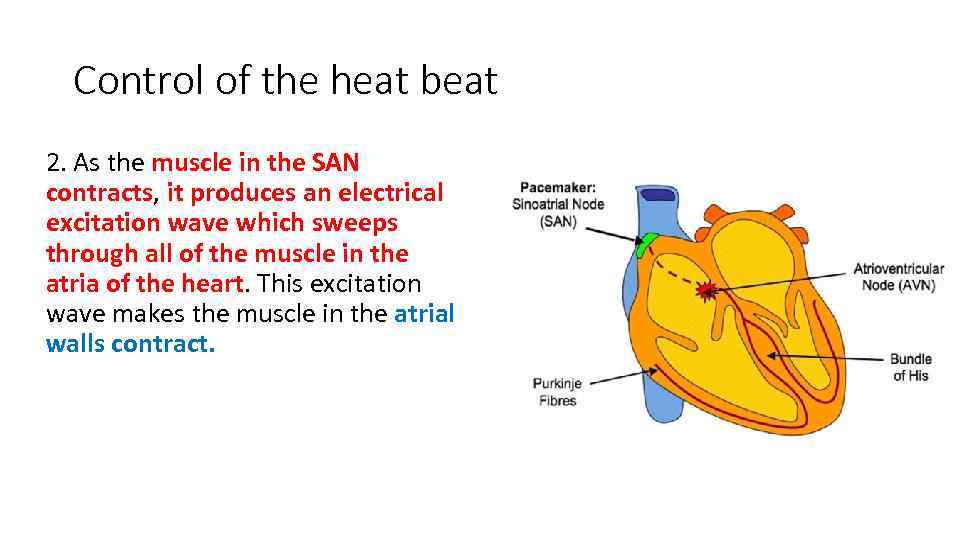 Control of the heat beat 2. As the muscle in the SAN contracts, it
