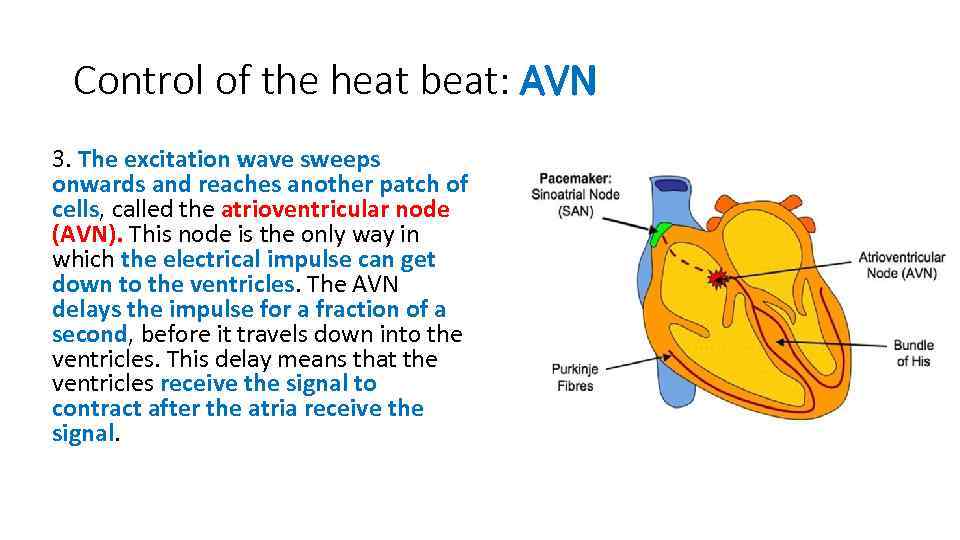 Control of the heat beat: AVN 3. The excitation wave sweeps onwards and reaches