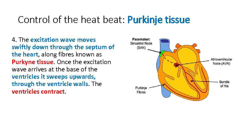 Control of the heat beat: Purkinje tissue 4. The excitation wave moves swiftly down