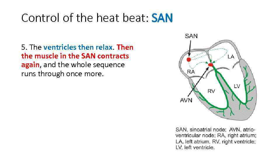 Control of the heat beat: SAN 5. The ventricles then relax. Then the muscle