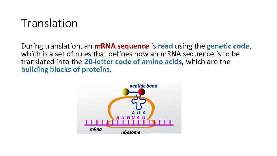 Translation During translation, an m. RNA sequence is read using the genetic code, which