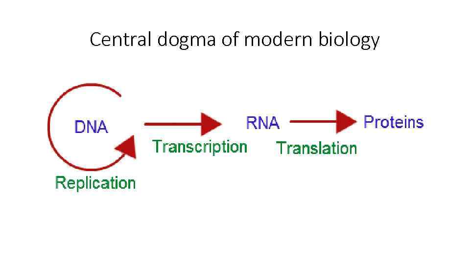 Central dogma of modern biology 