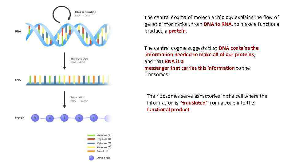 The central dogma of molecular biology explains the flow of genetic information, from DNA