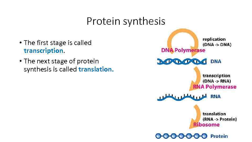 Protein synthesis • The first stage is called transcription. • The next stage of