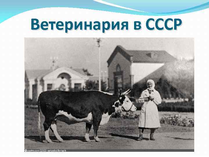 Ветеринария в СССР 