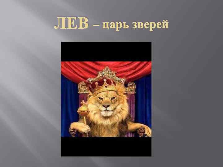 ЛЕВ – царь зверей 