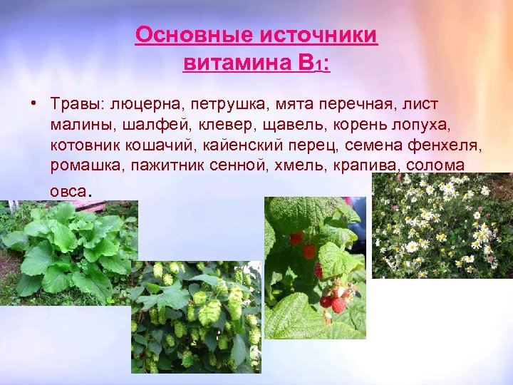 Основные источники витамина В 1: • Травы: люцерна, петрушка, мята перечная, лист малины, шалфей,