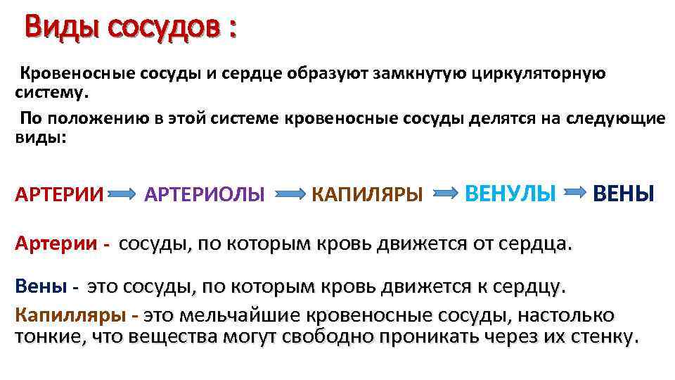 Виды сосудов : Кровеносные сосуды и сердце образуют замкнутую циркуляторную систему. По положению в