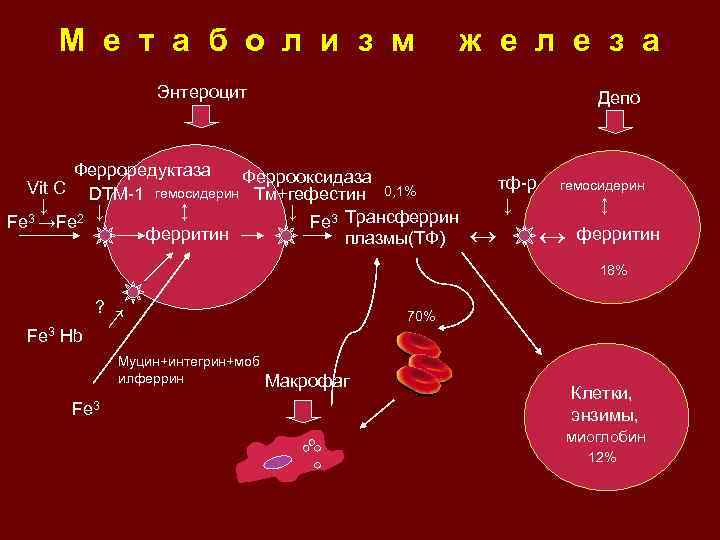 Сывороточное железо трансферрин