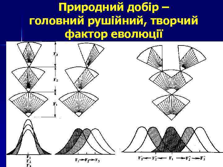 Природний добір – головний рушійний, творчий фактор еволюції 