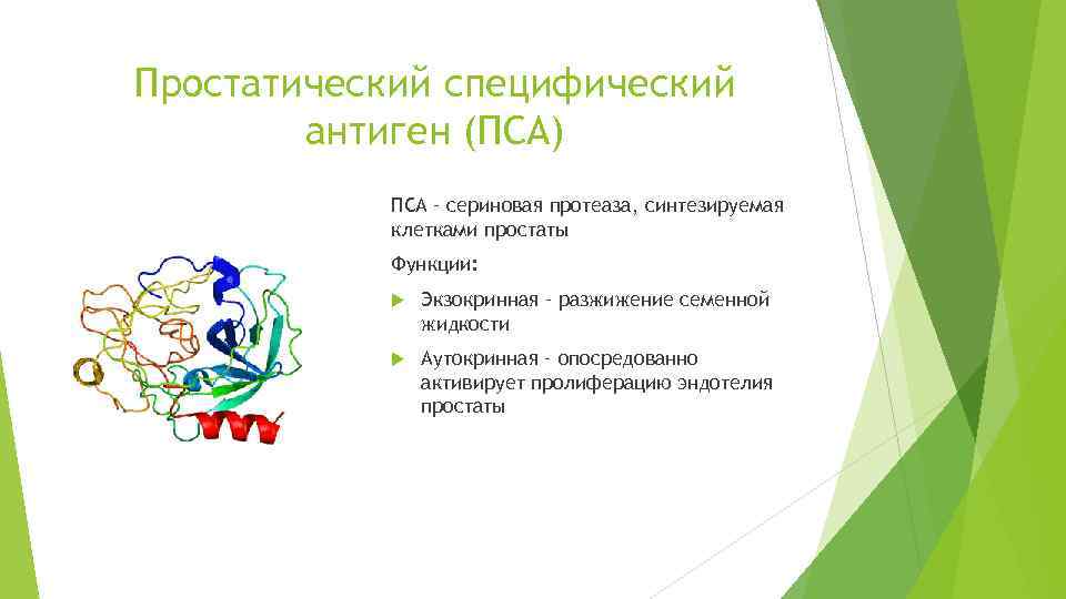 Простатический специфический антиген (ПСА) ПСА – сериновая протеаза, синтезируемая клетками простаты Функции: Экзокринная –