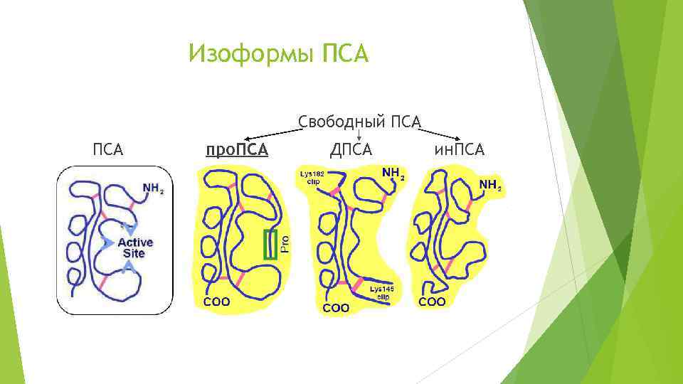 Изоформы ПСА Свободный ПСА про. ПСА ДПСА ин. ПСА 