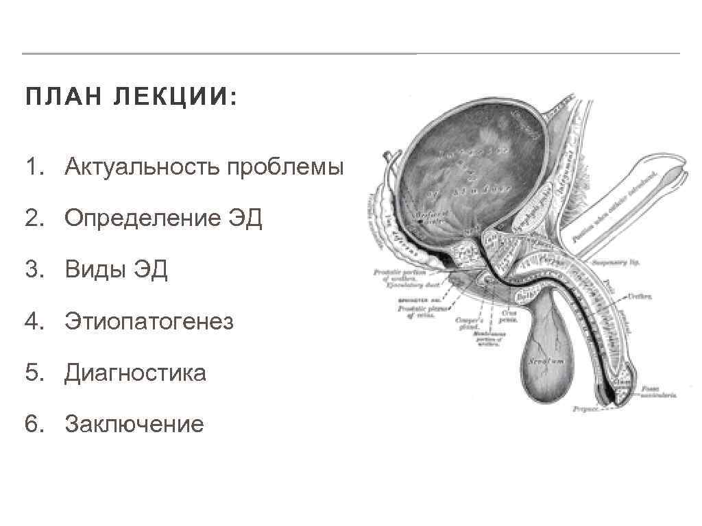 ПЛАН ЛЕКЦИИ: 1. Актуальность проблемы 2. Определение ЭД 3. Виды ЭД 4. Этиопатогенез 5.