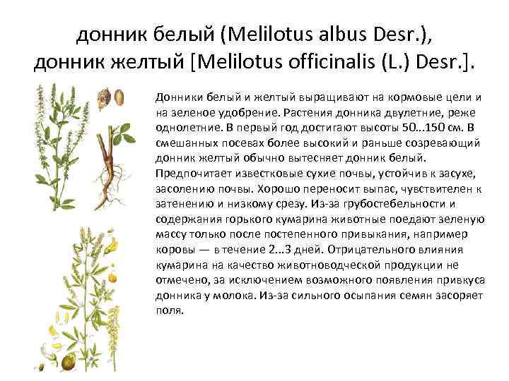 донник белый (Melilotus albus Desr. ), донник желтый [Melilotus officinalis (L. ) Desr. ].