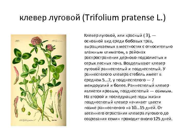 клевер луговой (Trifolium pratense L. ) Клевер луговой, или красный ( 3), — основной