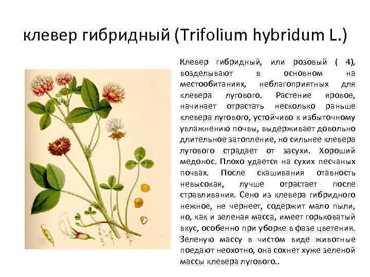 клевер гибридный (Trifolium hybridum L. ) Клевер гибридный, или розовый ( 4), возделывают в