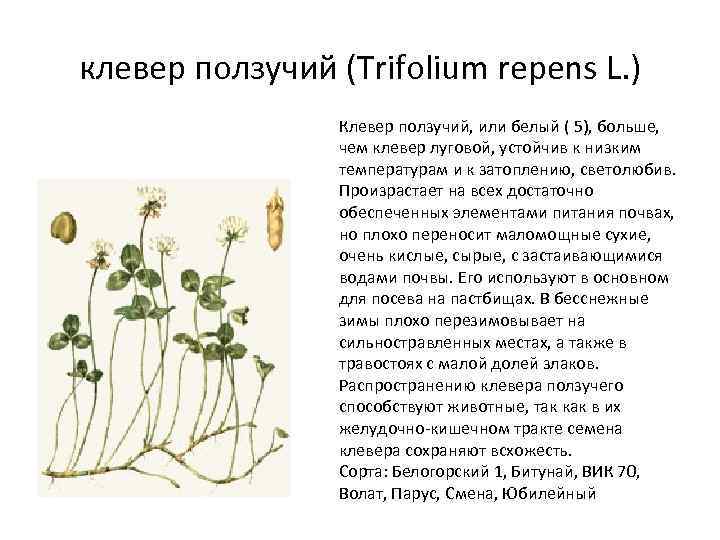 клевер ползучий (Trifolium repens L. ) Клевер ползучий, или белый ( 5), больше, чем