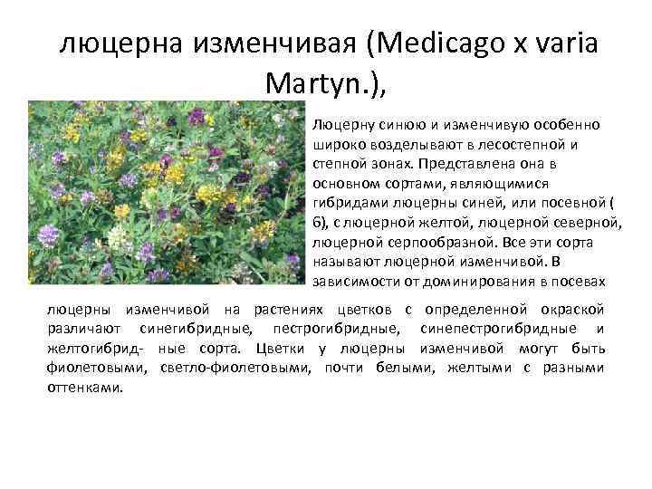 люцерна изменчивая (Medicago x varia Martyn. ), Люцерну синюю и изменчивую особенно широко возделывают