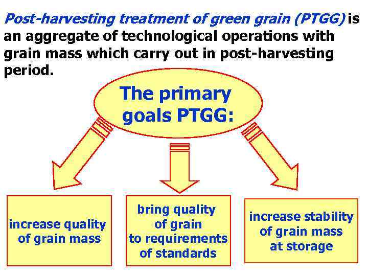 Post-harvesting treatment of green grain (PTGG) is an aggregate of technological operations with grain