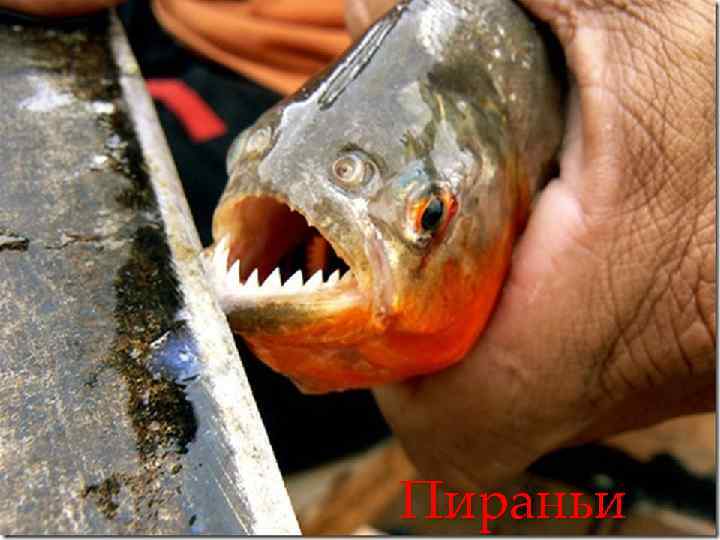 Пираньи 