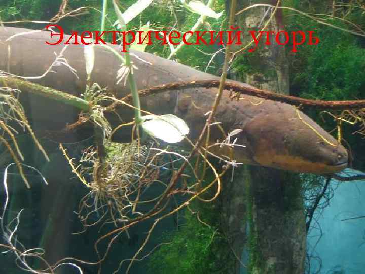 Электрический угорь 