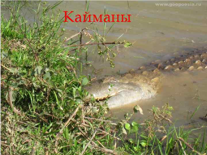 Кайманы 