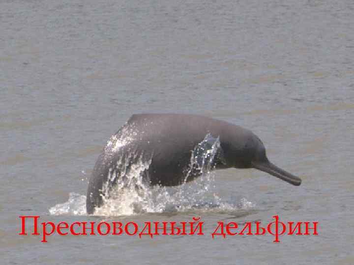 Пресноводный дельфин 