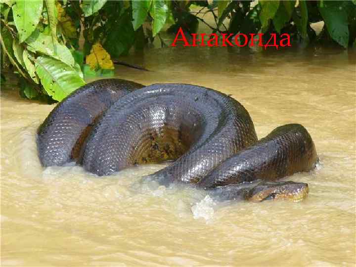 Анаконда змея. Анаконда черная змея. Южная Америка Амазонка Анаконда. Коричневая анаконда 2024 на русском