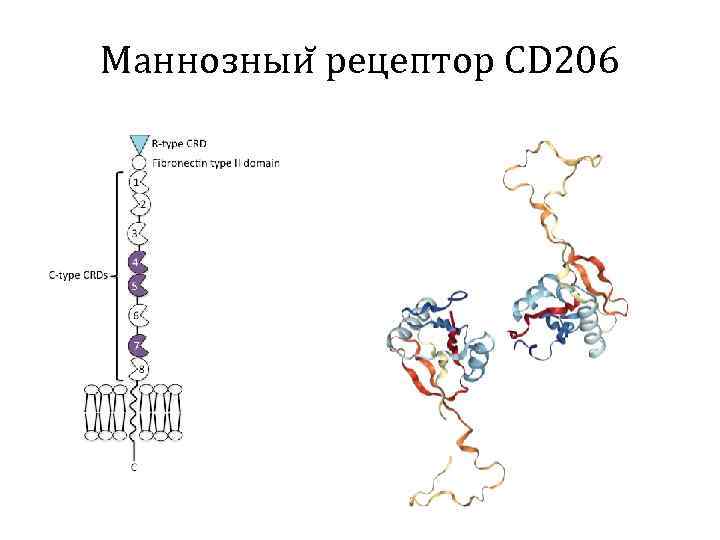 Маннозныи рецептор CD 206 