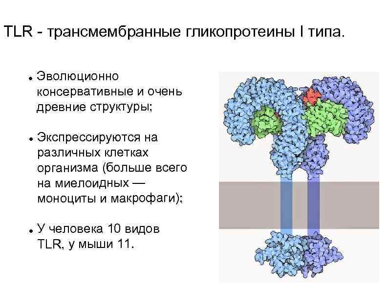 TLR - трансмембранные гликопротеины I типа. Эволюционно консервативные и очень древние структуры; Экспрессируются на