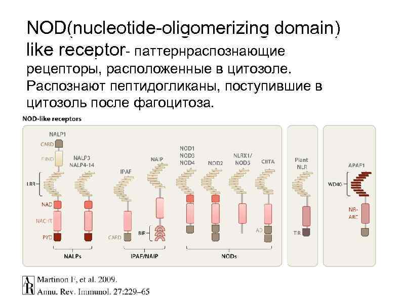 NOD(nucleotide-oligomerizing domain) like receptor- паттернраспознающие рецепторы, расположенные в цитозоле. Распознают пептидогликаны, поступившие в цитозоль