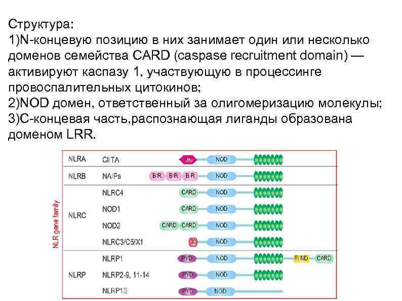 Cтруктура: 1)N-концевую позицию в них занимает один или несколько доменов семейства CARD (caspase recruitment