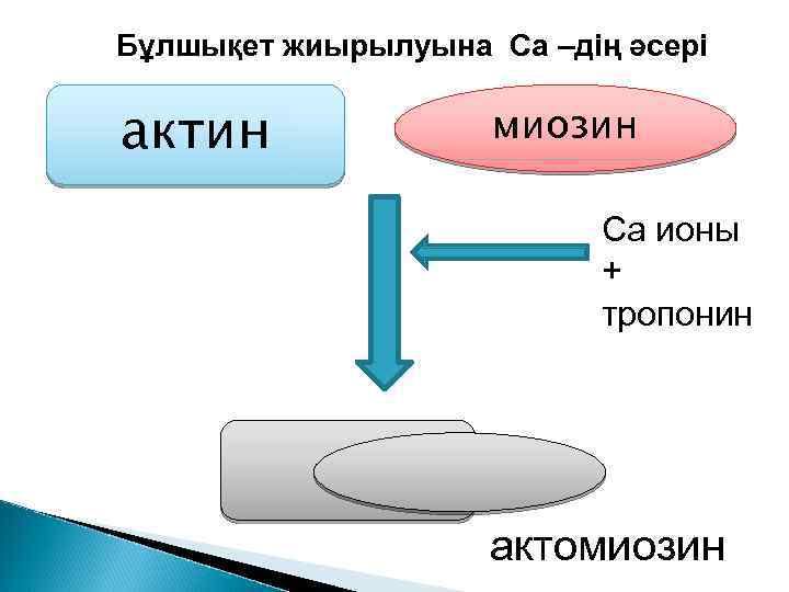 Бұлшықет жиырылуына Са –дің әсері актин миозин Са ионы + тропонин актомиозин 