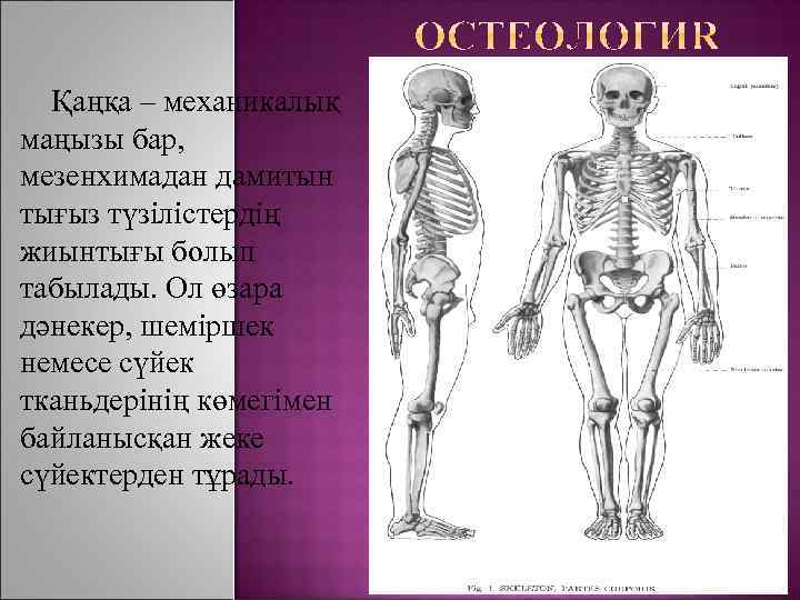 Қаңқа – механикалық маңызы бар, мезенхимадан дамитын тығыз түзілістердің жиынтығы болып табылады. Ол өзара