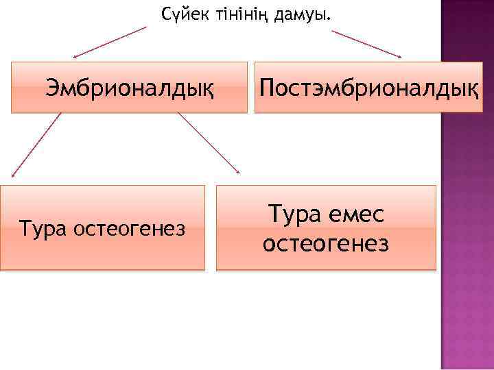 Сүйек тінінің дамуы. Эмбрионалдық Тура остеогенез Постэмбрионалдық Тура емес остеогенез 