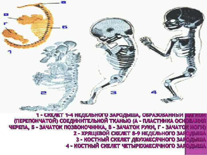 1 - СКЕЛЕТ 1 -4 НЕДЕЛЬНОГО ЗАРОДЫША, ОБРАЗОВАННЫЙ МЯГКОЙ (ПЕРЕПОНЧАТОЙ) СОЕДИНИТЕЛЬНОЙ ТКАНЬЮ (А -